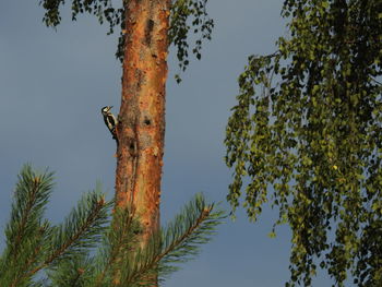 View of woodpecker on tree