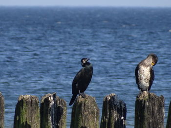 Seagulls perching on wooden post in front of sea