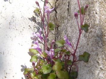 Close-up of purple flowers