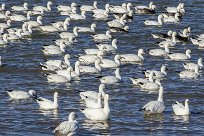 Swans swimming in lake