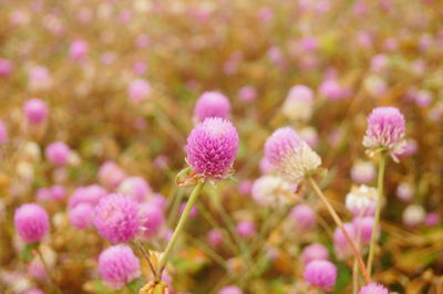 Close-up of pink flowering plants on field