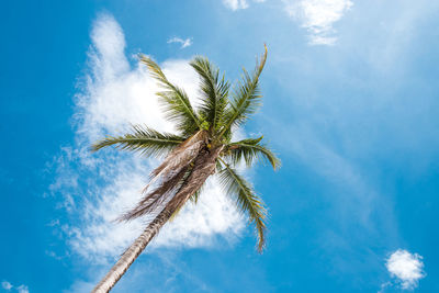 Low angle view of coconut palm tree against sky