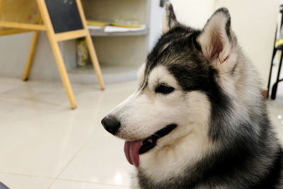 Close-up of dog sitting at home