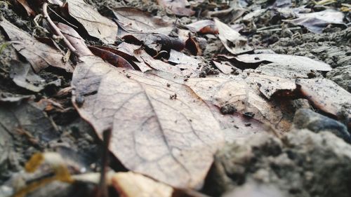 Close-up of dried leaves on rock