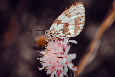 Close-up of butterfly pollinating on flower