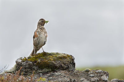 Bird perching on rock