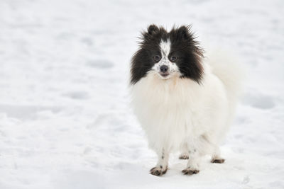 Close-up of dog on snow