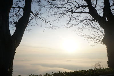 Sunlight streaming through silhouette tree at sunset