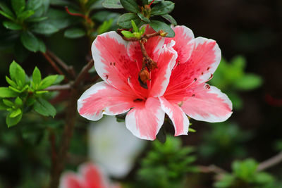 Close-up of pink hibiscus flower