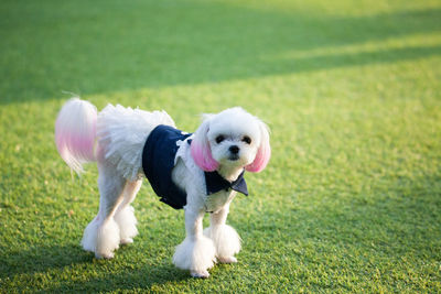 Portrait of puppy on grass