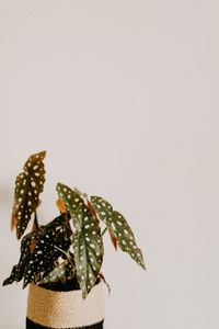 Close-up of plant against white background