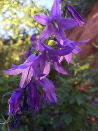 Close-up of flowers