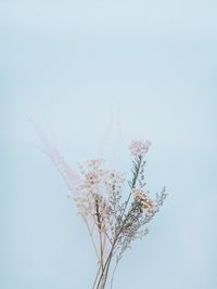 Low angle view of flowering plant against clear sky