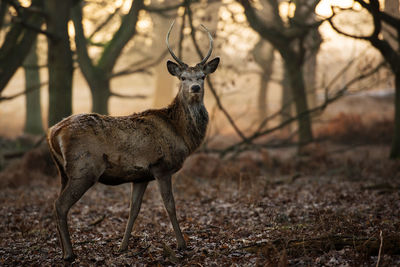 Side view of deer