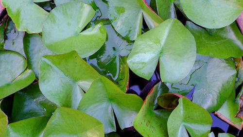 Close-up of lotus water lily leaves