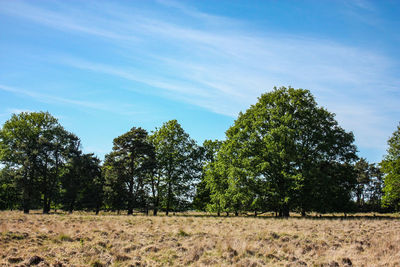 Trees on field against sky