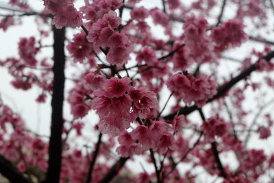 Low angle view of pink flowers on tree