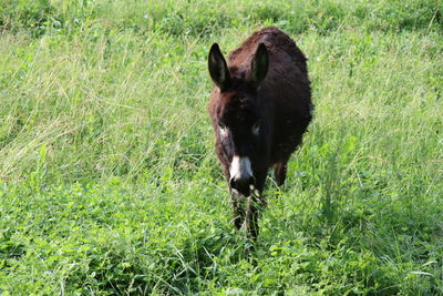 Portrait of a horse on field