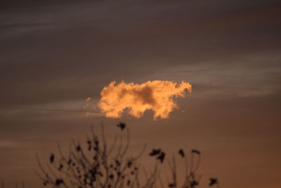 Low angle view of silhouette plants against sky at sunset