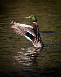 Bird flying over lake