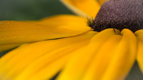 Close-up of yellow flower pollen