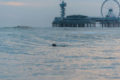 A seal in the sea