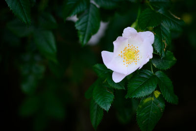 Close-up of flowering plant