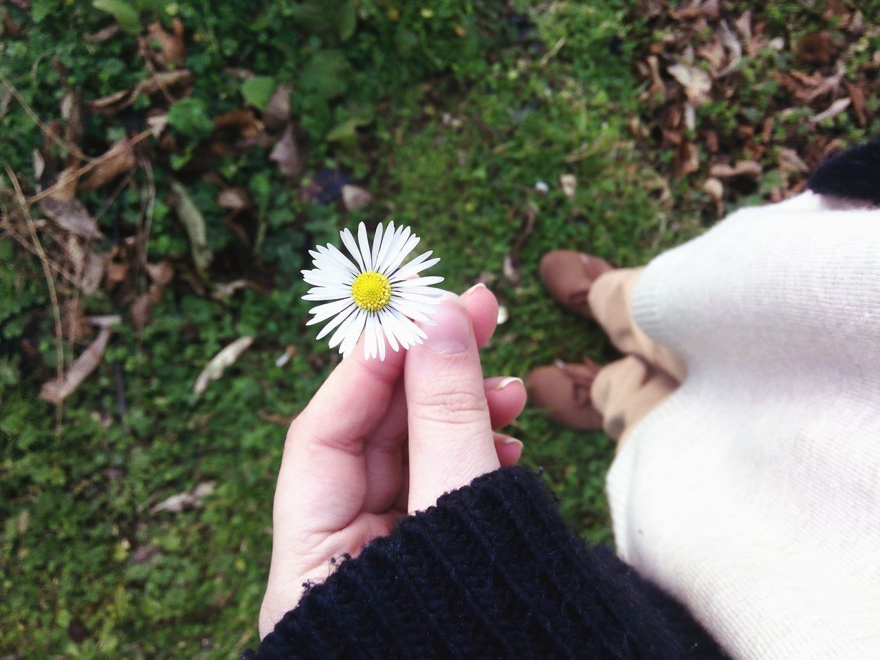 person, holding, flower, part of, human finger, personal perspective, cropped, lifestyles, unrecognizable person, leisure activity, freshness, fragility, petal, flower head, single flower, close-up