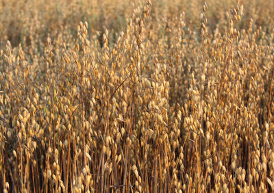 Close-up of oats on the field at sunset