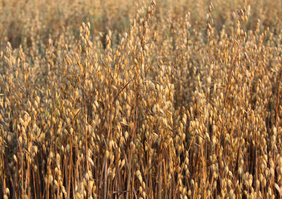 Crops growing on field