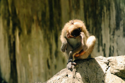 Monkey sitting on rock