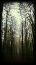 Bare trees in forest