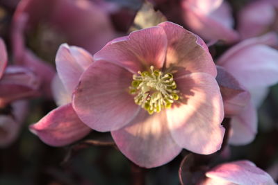 Close-up of pink flower