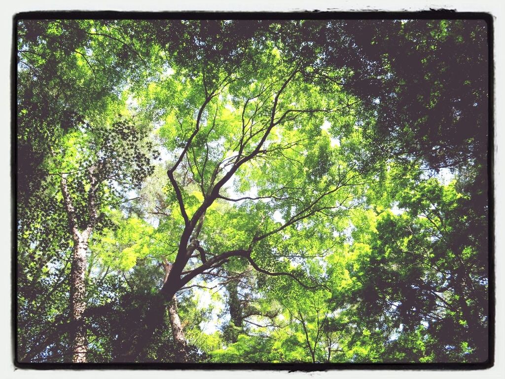 tree, transfer print, green color, growth, auto post production filter, low angle view, branch, lush foliage, nature, tranquility, forest, beauty in nature, green, day, backgrounds, full frame, no people, outdoors, tranquil scene, scenics