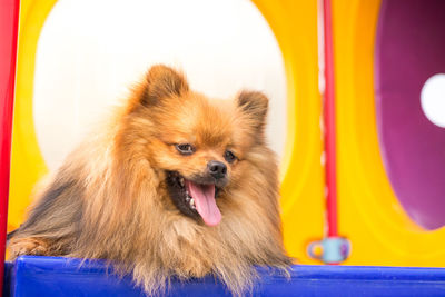 Close-up of a dog looking away