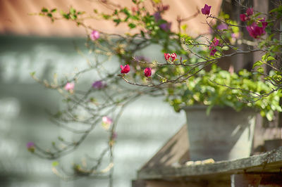 Close-up of red flowering plant on tree