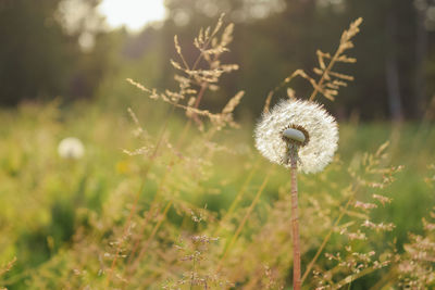 Close-up of dandelion flower on field