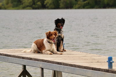 Dog sitting on a lake