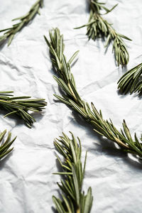 Rosemary sprigs, close up. twigs of rosmarinus officinalis.