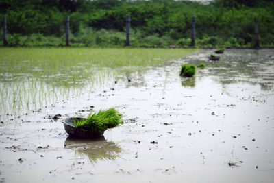Scenic view of lake seen through wet land