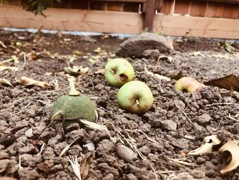 Close-up of apples on field