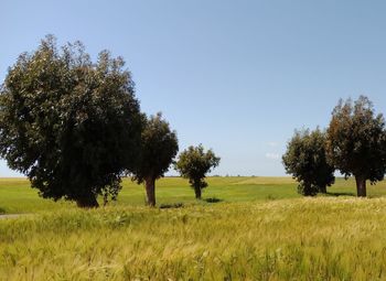 Trees on field against sky