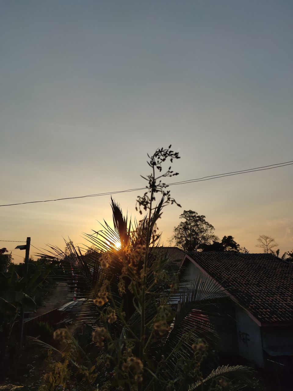 PLANTS GROWING OUTSIDE HOUSE AGAINST SKY AT SUNSET