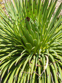 Full frame shot of green plant