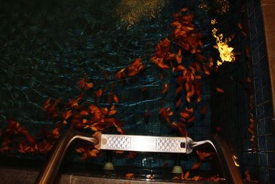 High angle view of autumn leaves against trees at night