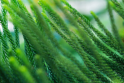 Abstract background of norfolk island pine tree 