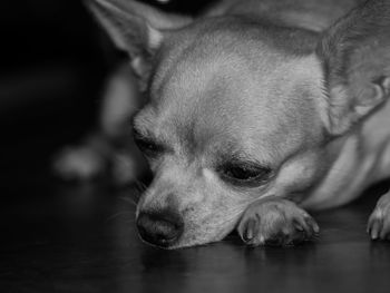 Close-up of a dog looking away