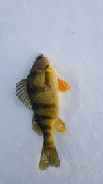 High angle view of crocodile in snow