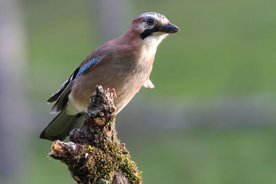 Close-up of bird perching on branch