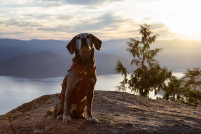 Dog standing on rock against sky during sunset